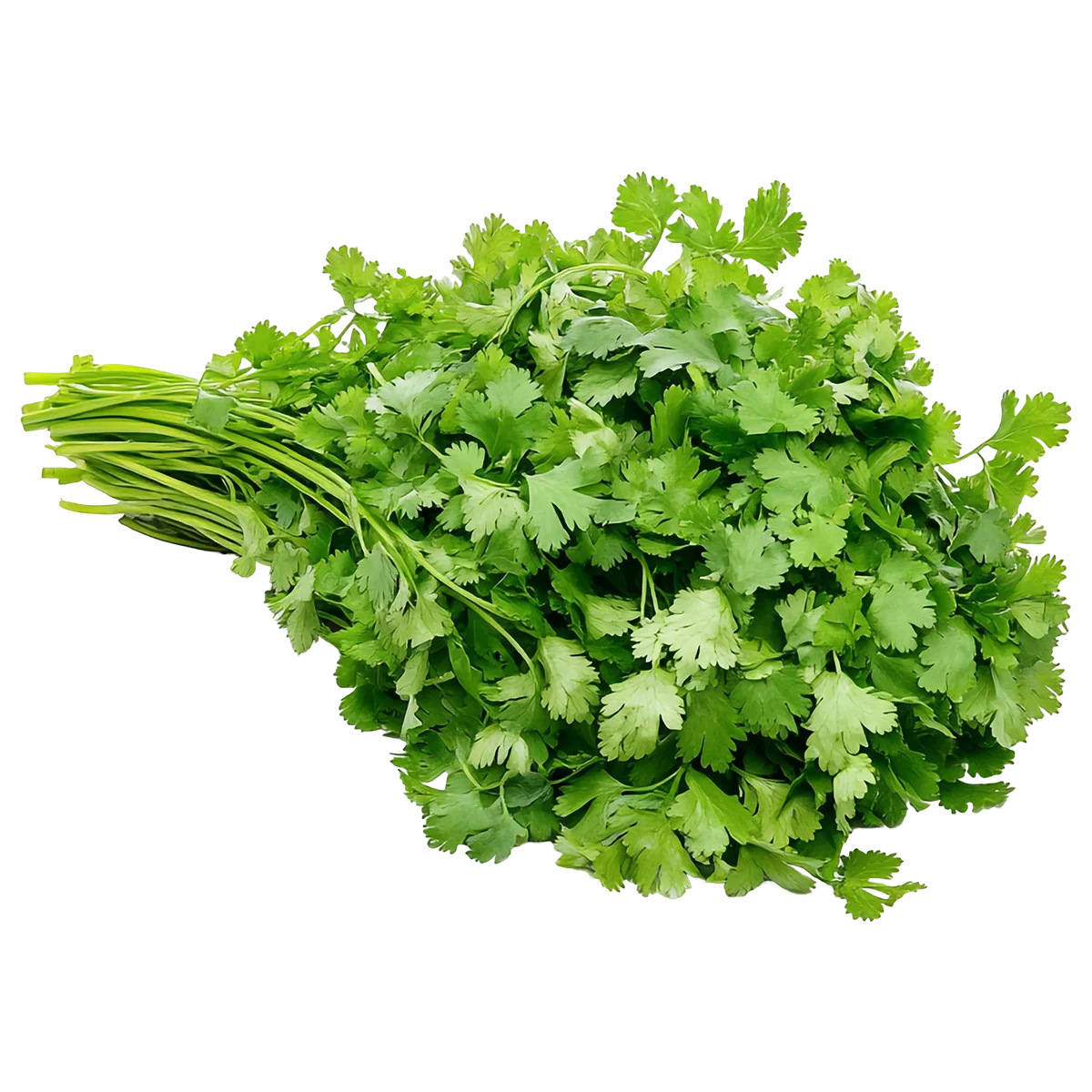 Grocerz - Coriander | 1 Bunch