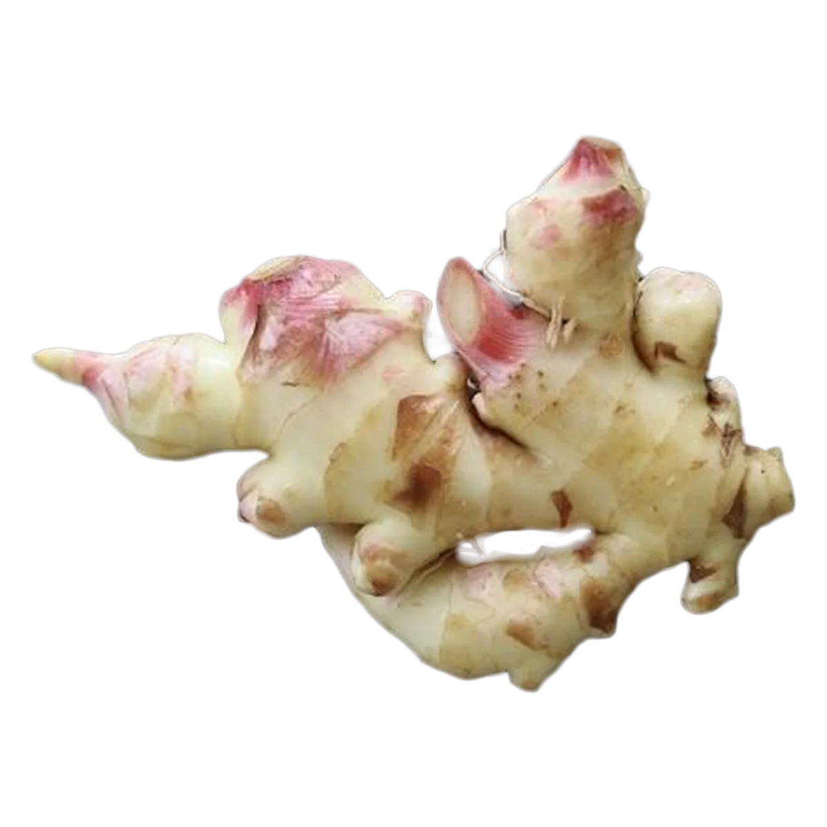 Grocerz - Ginger Young (220g-250g) | 1 Pack