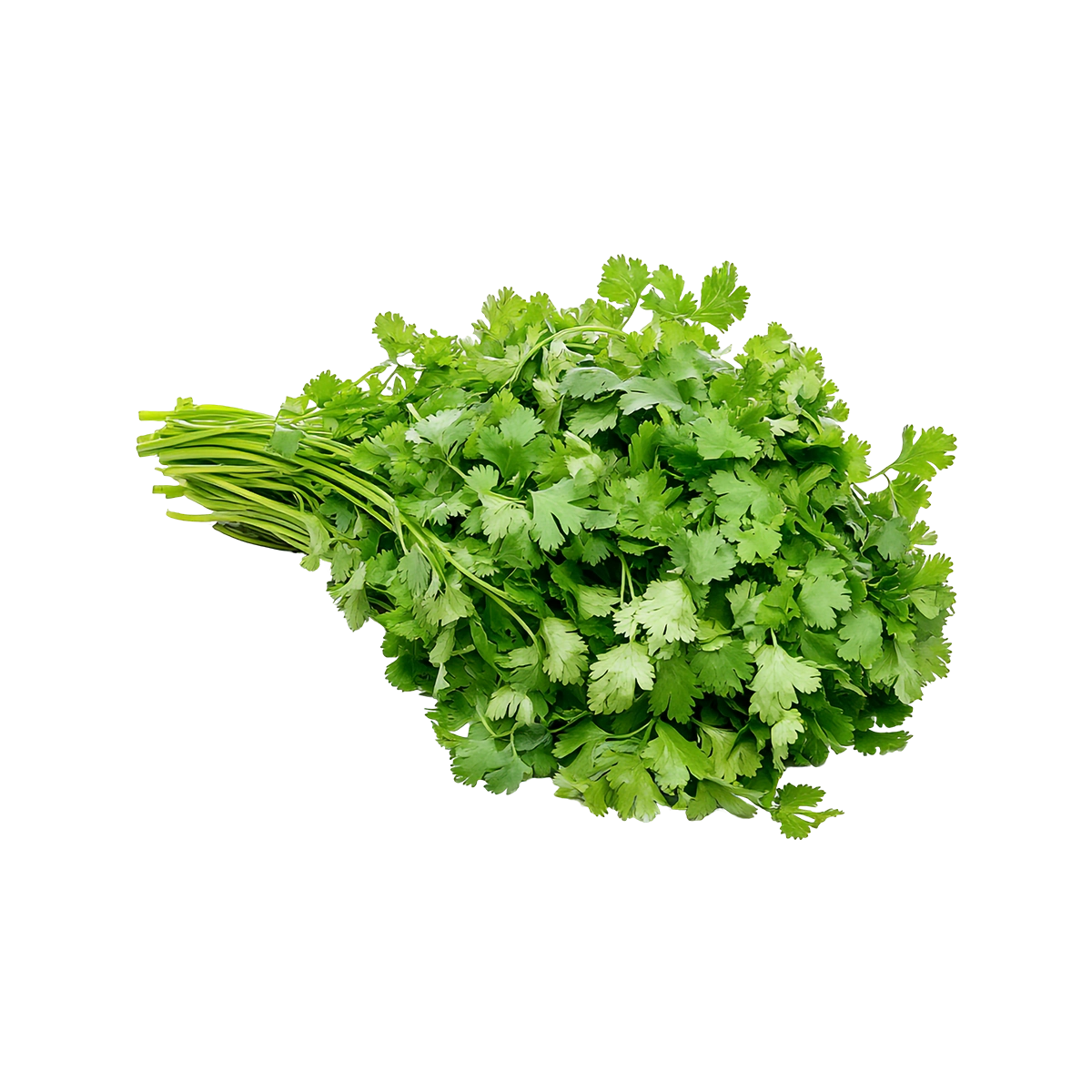 Grocerz - Coriander | 1 Bunch